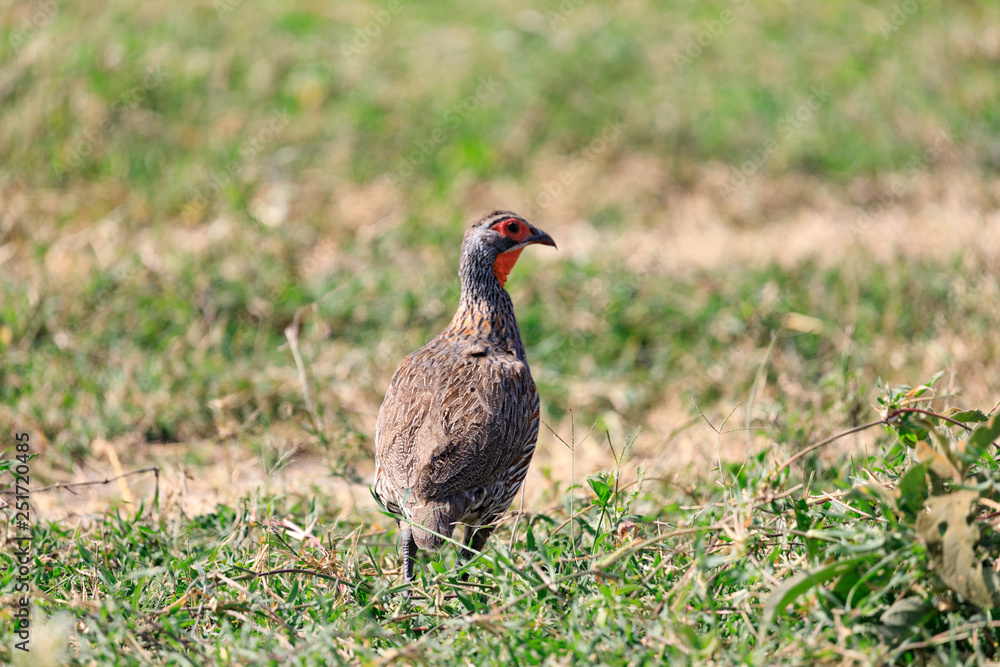 Ndutu Serenegti and Ngorongoro Safari 2019 Ndutu Serenegti and Ngorongoro Safari 2019