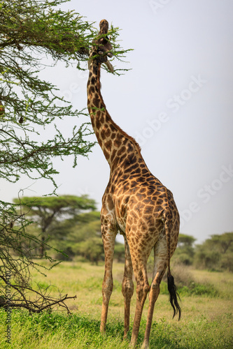 Ndutu Serenegti and Ngorongoro Safari 2019