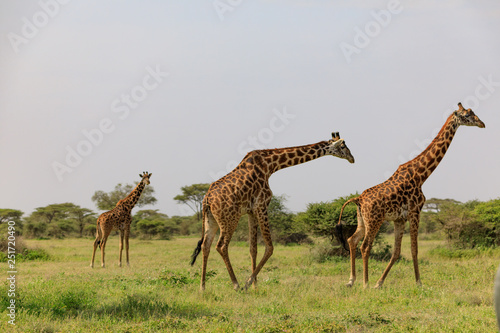 Ndutu Serenegti and Ngorongoro Safari 2019