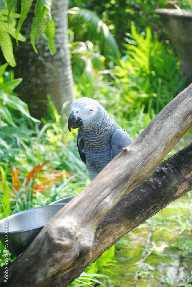 Obraz premium Cute bird