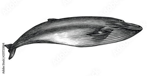 Antique engraving illustration of Blue whale black and white isolated on white background