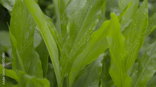 Wallpaper Mural 草 Torontodigital.ca