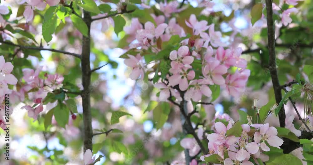 Blossoming flowers of apple tree with green leaves. Stunning apple tree flowers blooming. Blossom blooming on tree in springtime. Blossoming flowers of apple tree with green leaves. Stunning apple tree flowers blooming. Blossom blooming on tree in springtime.