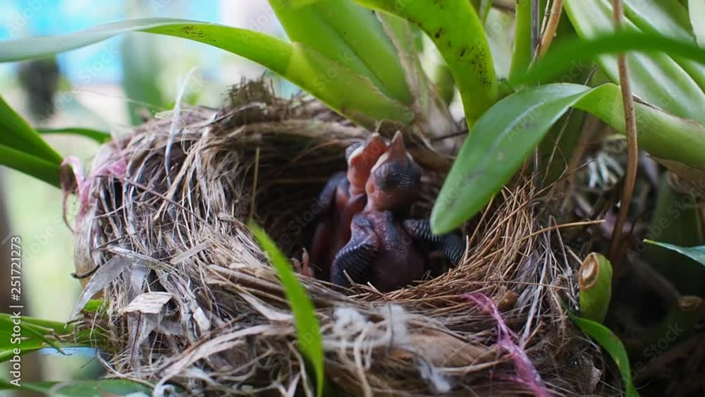 Close-up of newborn bird in birds nest. Close-up of newborn bird in birds nest.