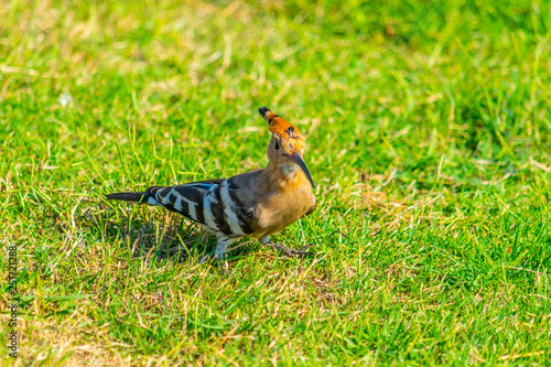 Hoopoe, a national bird of Israel, in Tel Aviv photo