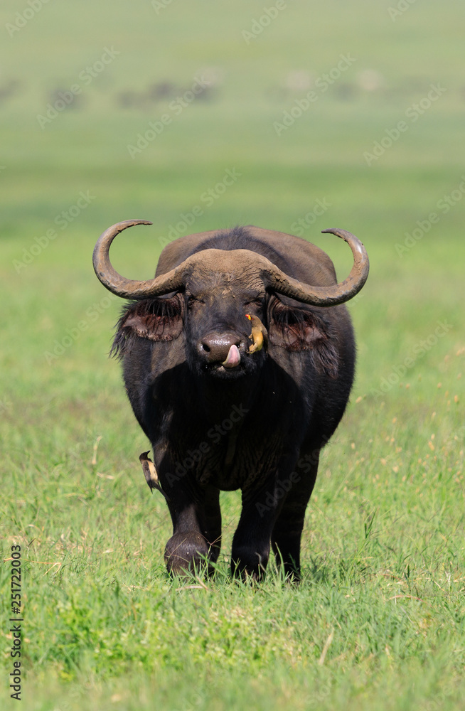Ndutu Serenegti and Ngorongoro Safari 2019 Ndutu Serenegti and Ngorongoro Safari 2019