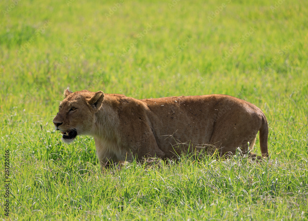 Ndutu Serenegti and Ngorongoro Safari 2019 Ndutu Serenegti and Ngorongoro Safari 2019