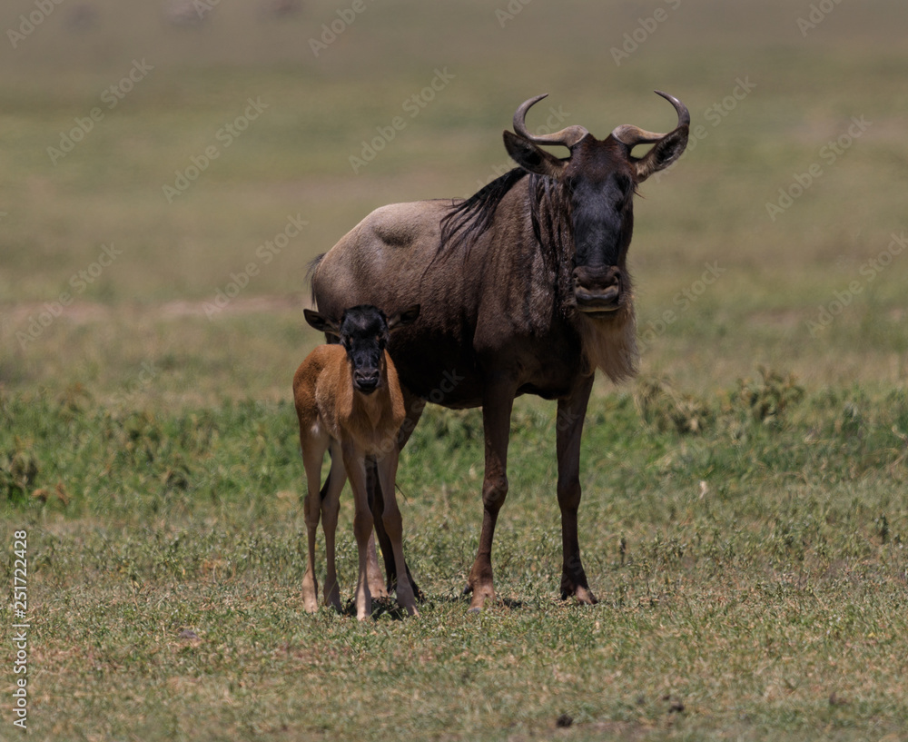 Ndutu Serenegti and Ngorongoro Safari 2019 Ndutu Serenegti and Ngorongoro Safari 2019