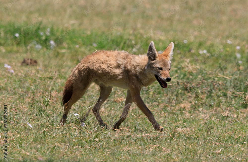 Ndutu Serenegti and Ngorongoro Safari 2019 Ndutu Serenegti and Ngorongoro Safari 2019