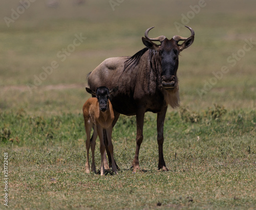 Fototapeta Naklejka Na Ścianę i Meble -  Ndutu Serenegti and Ngorongoro Safari 2019