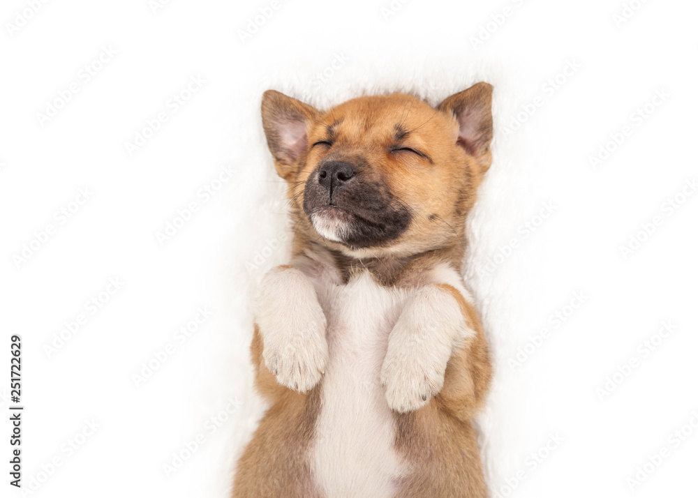 Sweet little sleeping on his back puppy on white background Sweet little sleeping on his back puppy on white background
