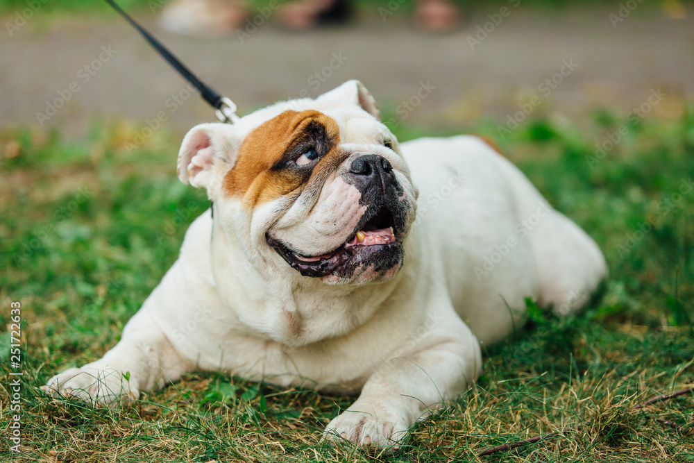 White english bulldog lays on the grass in a park