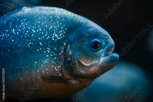 Portrait of predatory piranha fish in the zoo aquarium. © Евгения Шихалеева