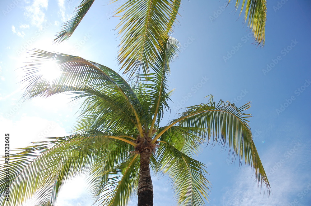 Fototapeta premium Look to the sky