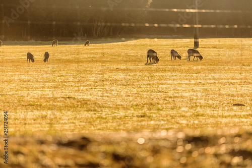 Scenic view of Sheep in South Island New Zealand, Travel Destinations Concep