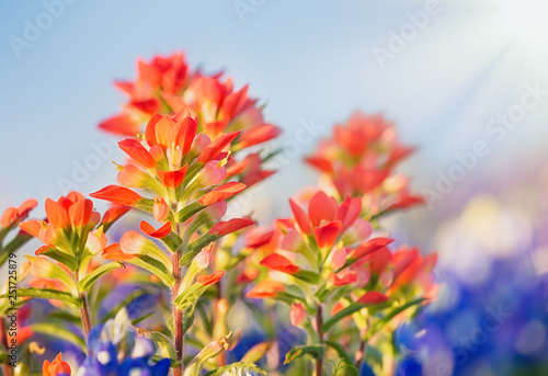 Close-up of Indian Paintbrush wildflowers. Texas bluebonnets in the background against blue sky. 