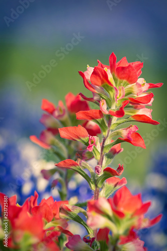 Close-up of Indian Paintbrush wildflowers. Texas bluebonnets in the background. 