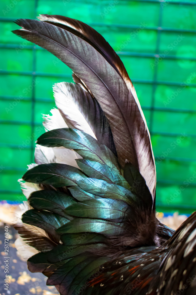 Iridescent Green, Black, White, and Red Tail Feathers on a Rooster