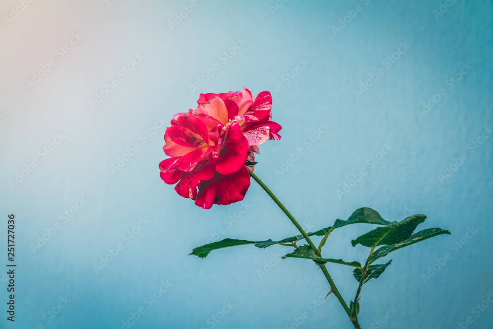 Kaori red japanese rose on rough brigth blue background Kaori red japanese rose on rough brigth blue background
