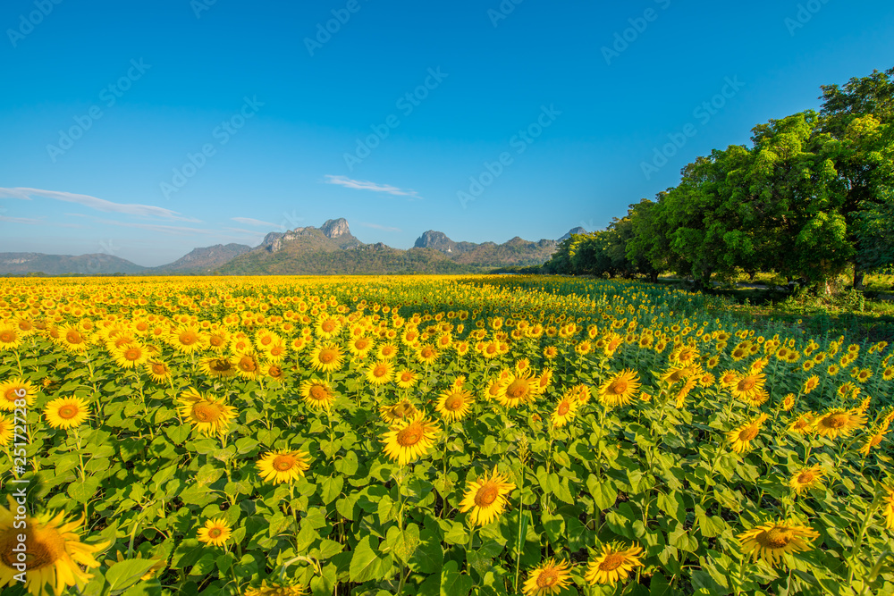 Sunflower field in Thailand.3
