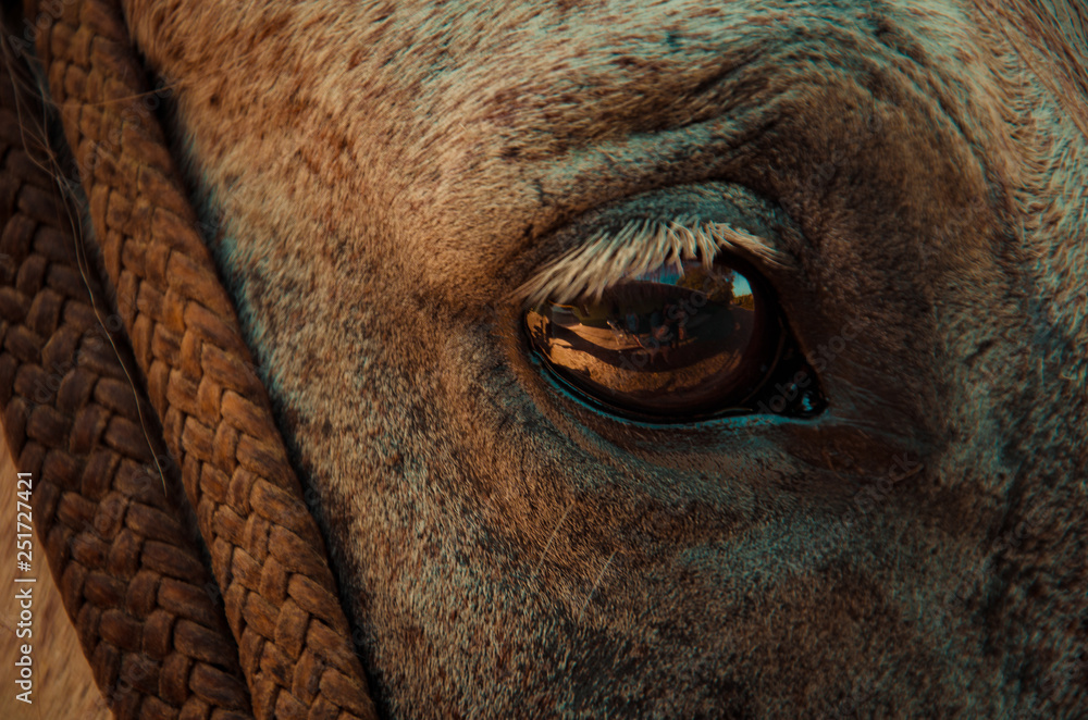 eye of horse