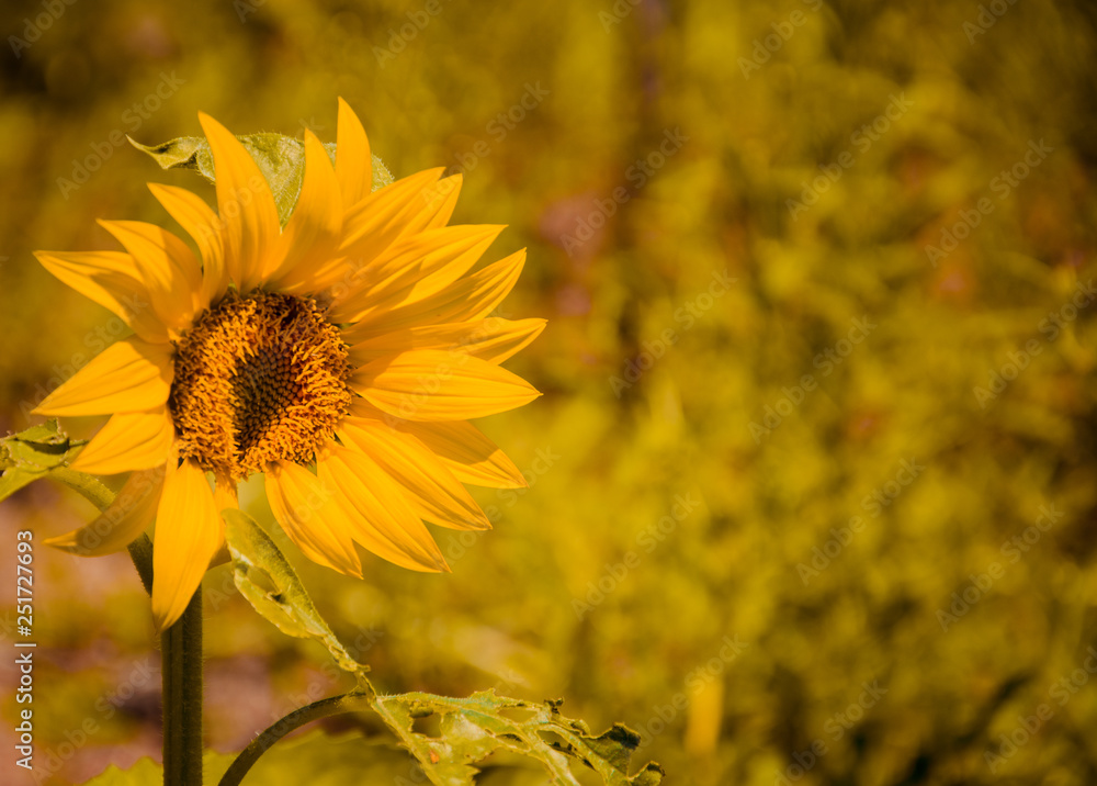 sunflower in field