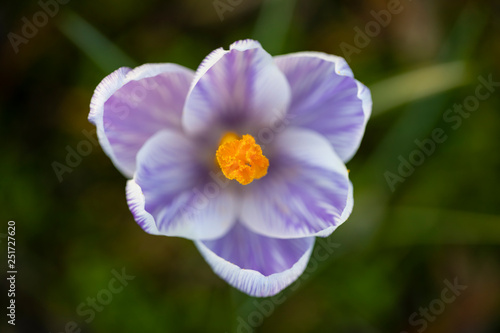 Crocus macro