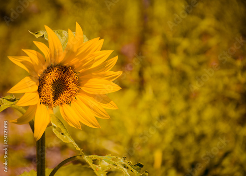 Obraz na płótnie sunflower in field w salonie