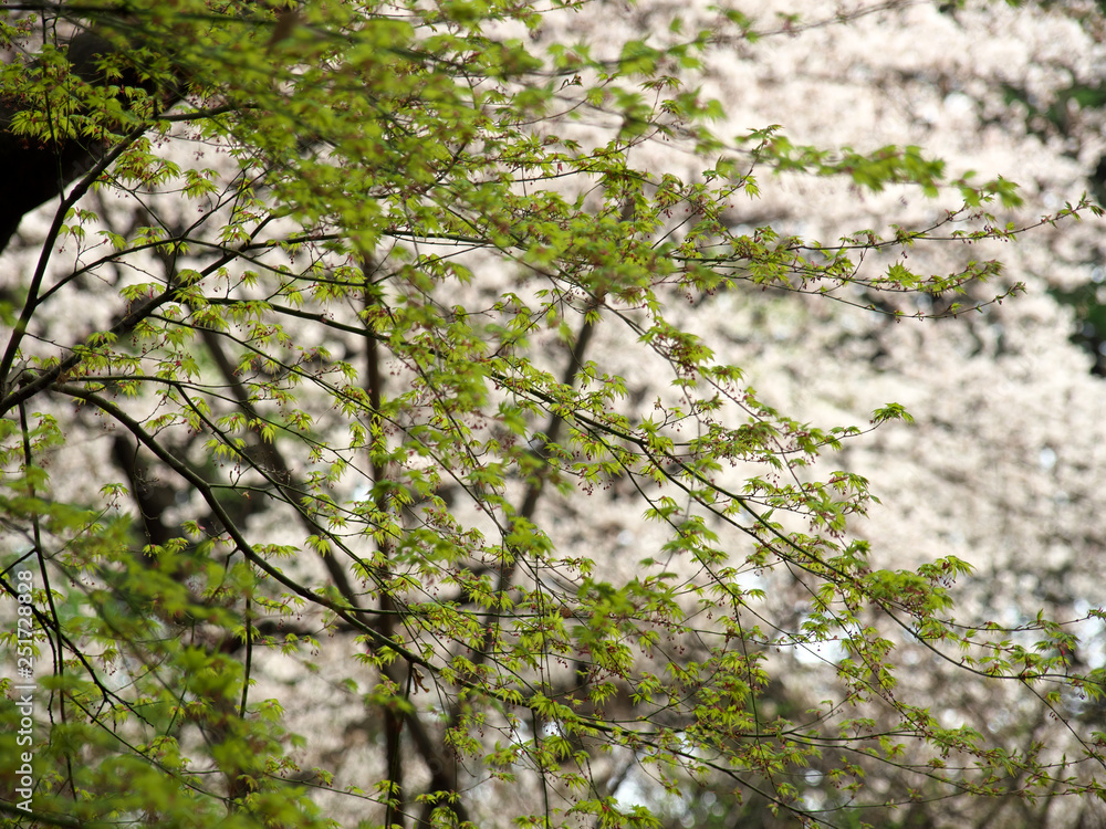 Obraz premium 春の色彩