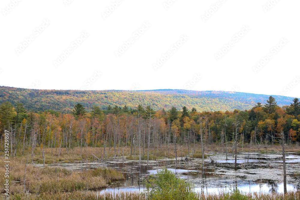 Vermont's Swamp