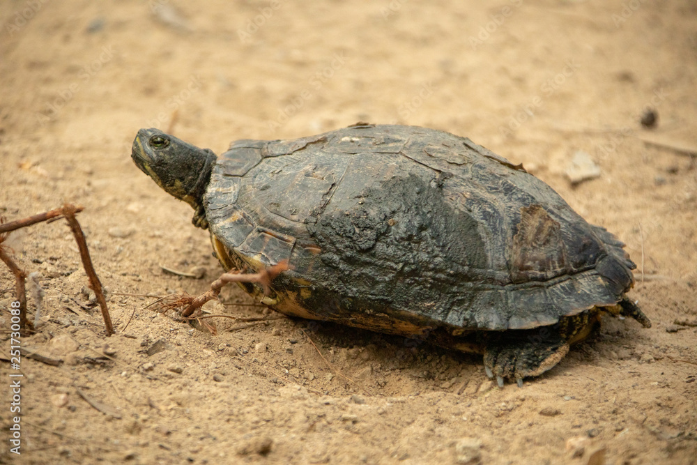 Obraz premium Turtle on the ground