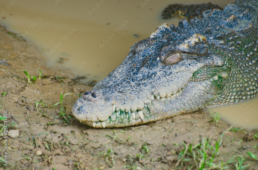 Obraz premium The Relax of mugger crocodile. Huge Alligator.