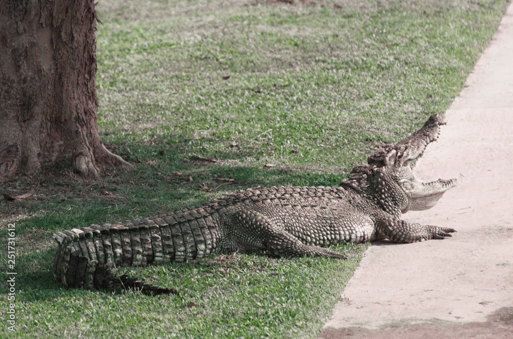 The Relax of mugger crocodile. Huge Alligator. The Relax of mugger crocodile. Huge Alligator.