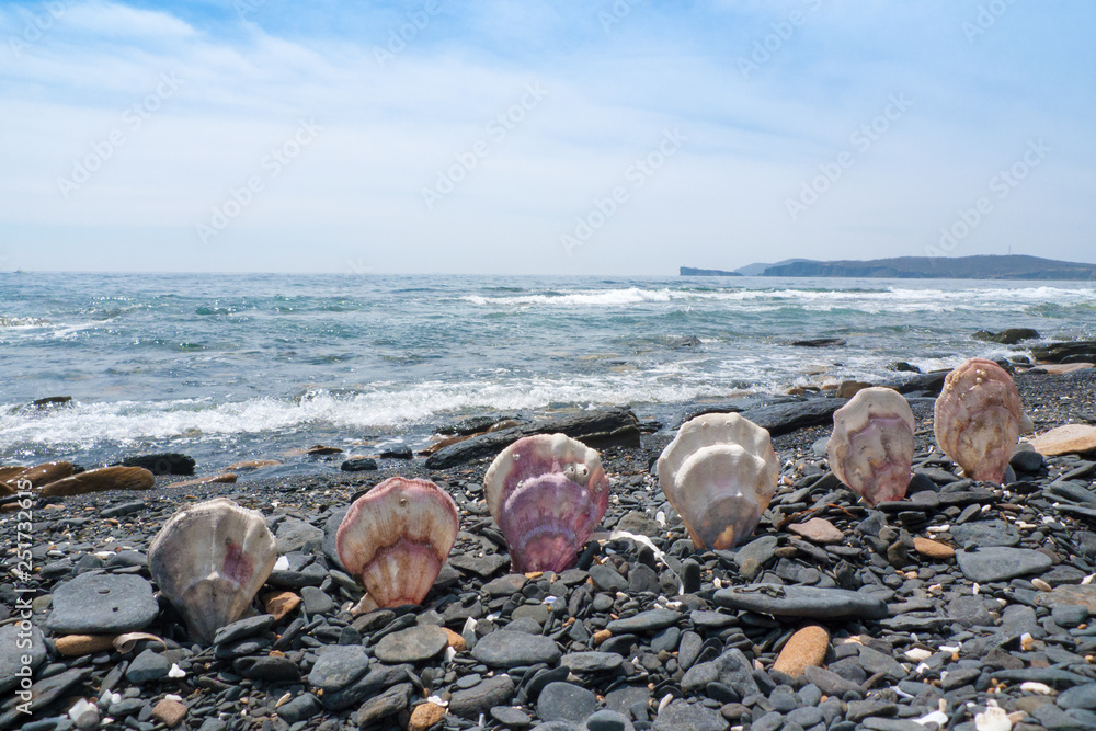 Scallop shells set in a row on a beach