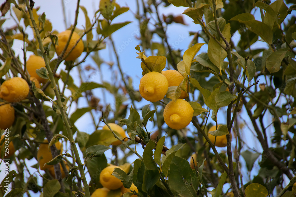 Ripe Lemons on Lemon Tree on plantation in Cyprus