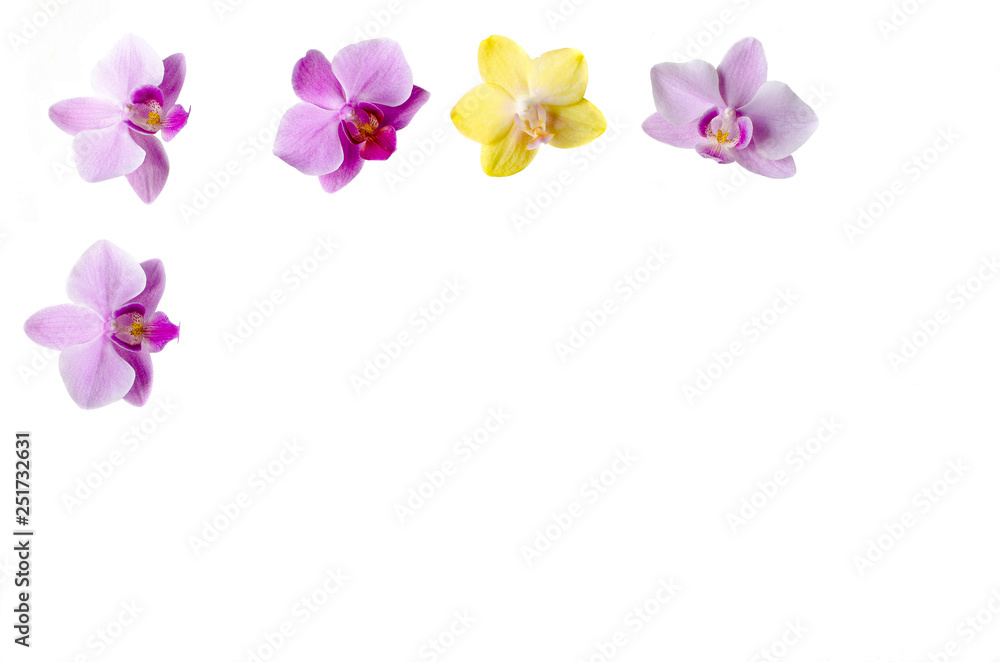 White background framed with purple and yellow orchid flowers