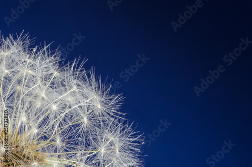 Dandelion seedhead on a blue background