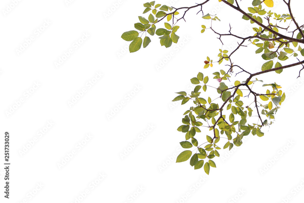 Green leaf and branches on white background Green leaf and branches on white background