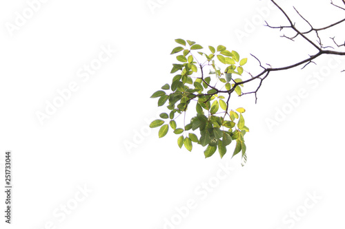 Green leaf and branches