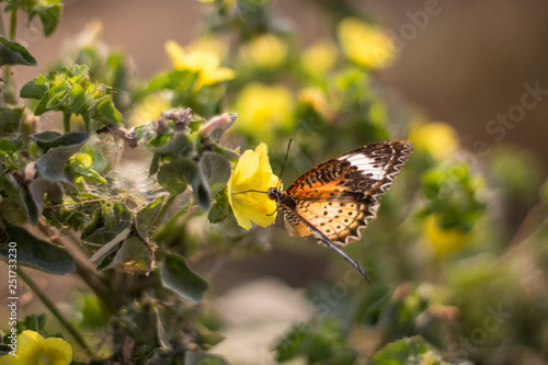 Butterflies are sucking nectar from yellow flowers