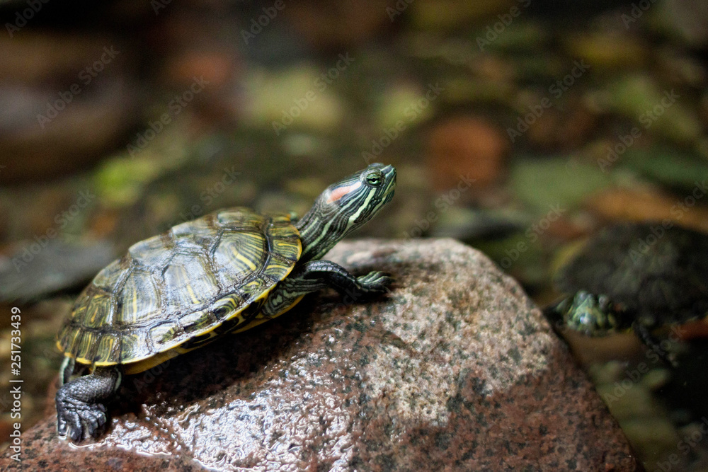 The pond slider turtle (Trachemys scripta) on the stone. The pond slider turtle (Trachemys scripta) on the stone.
