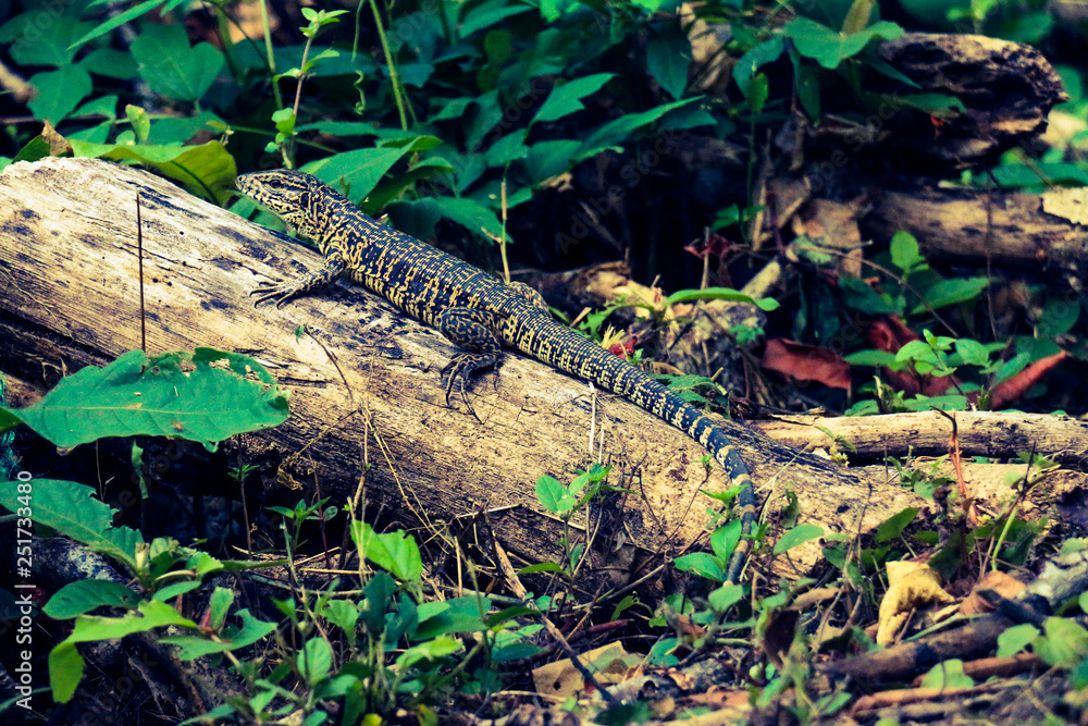 Obraz premium lizard