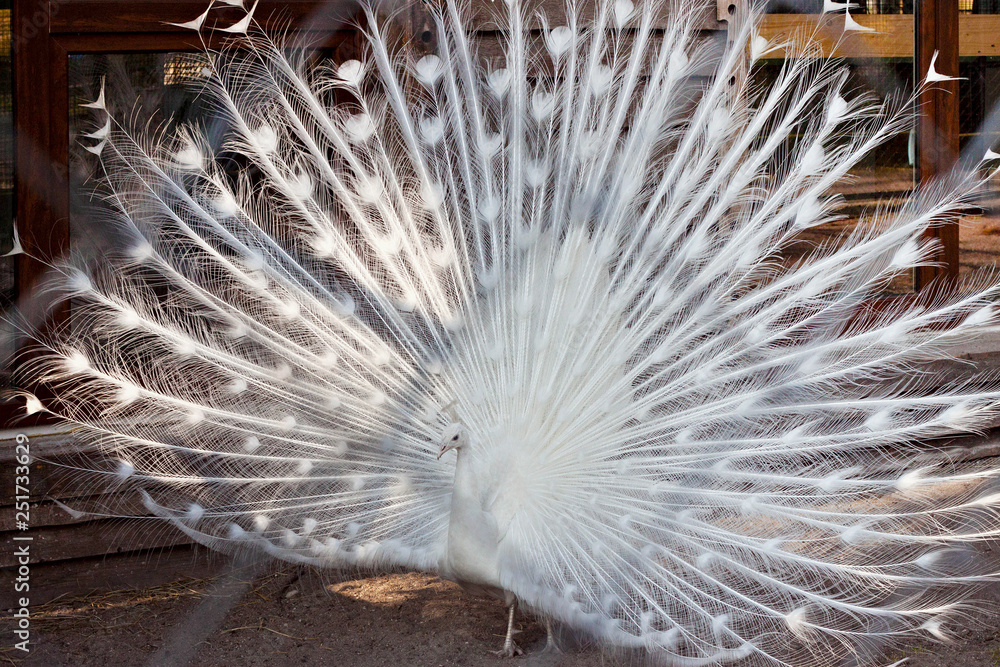 White peacock (Pavo cristatus Linnaeus) in a cage behind grid in a zoo.