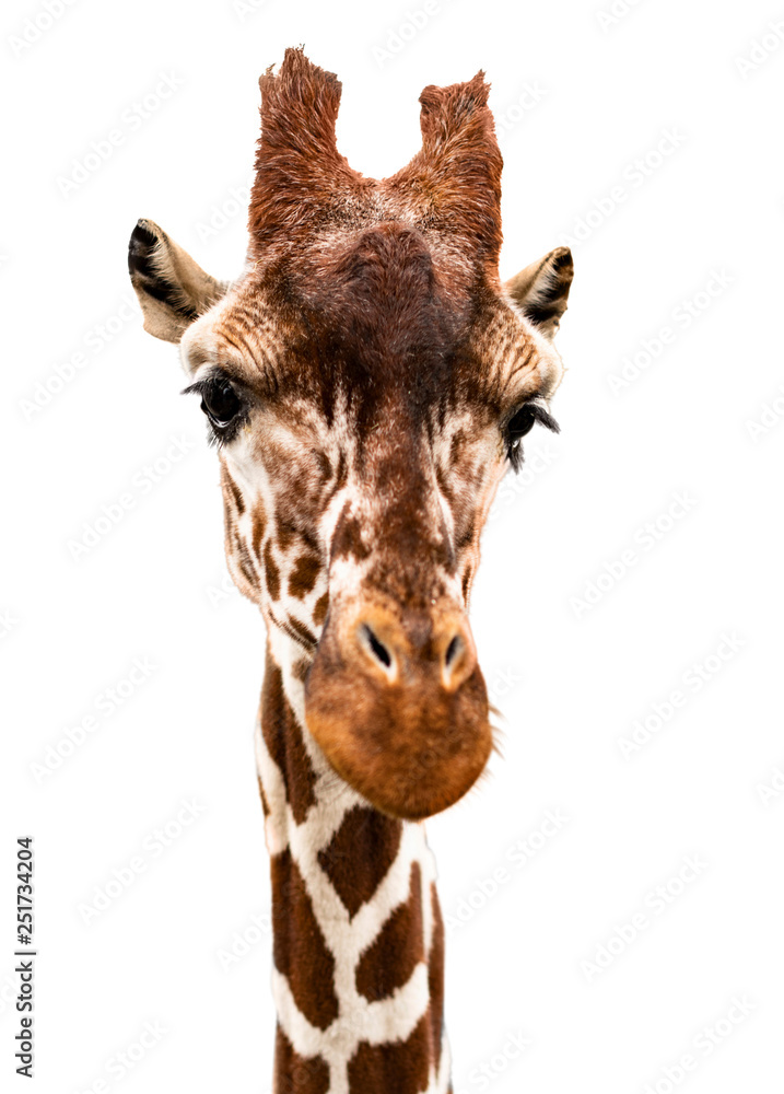 Naklejka premium Portrait of a giraffe, cut out