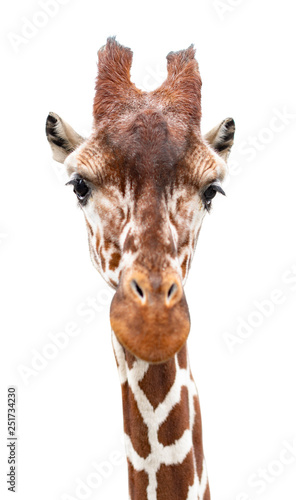 Fototapeta Naklejka Na Ścianę i Meble -  A curious giraffe looks into the camera,close up,  cut out
