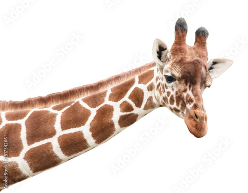 Portrait of a young giraffe, cut out