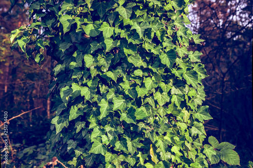 Hedera helix or common ivy leaves around tree trunk