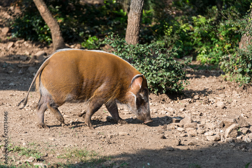 Photography Zoo Veszprém in Hungary and Budapest