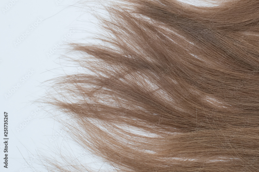 Naklejka premium Hair on a white Terry towel.Wet and dry dark brown, blond hair.Clean hair on a towel