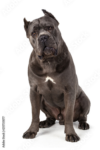 Bild auf Leinwand Cane Corso dog on white background